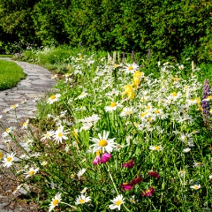 blumenwiese