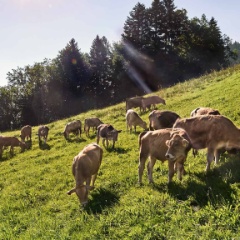 weidebeef1