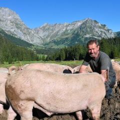 959x539_Alpschweine_Produzent_Aussicht_Schweine
