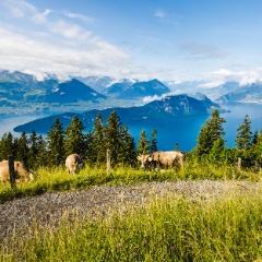 2160x1250-rigi