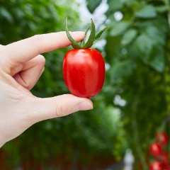 1075x768_Extra_Tasty_Tomate_Isenegger