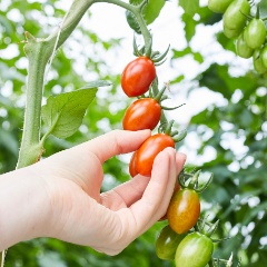 1276x912_Snack-Tomaten_Solarino_am_Zweig