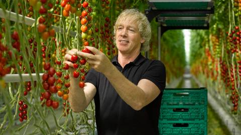 AdR-Tomaten-Isenegger