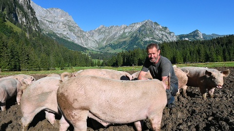 959x539_Alpschweine_Produzent_Aussicht_Schweine