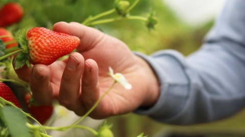2000x1125_Patrick_Galliker_Erdbeeren_Hand_Detailbild