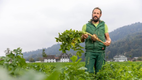 2160x1215-pastinaken-reichmuth-feld2