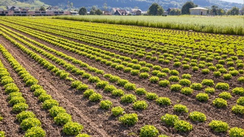Bio-Salat Feld von Michael Reichmuth aus Oberarth teaserbild-migros-luzern-1800x1013px-michael-reichmuth-salat-neu