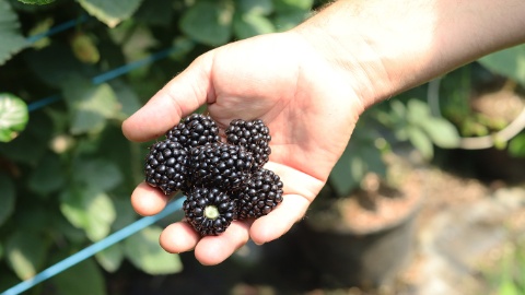 1366x768_Jonas_Boog_Brombeeren_Extra_Detail