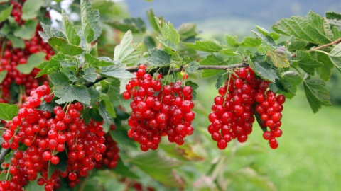 johanisbeeren-rot-mood