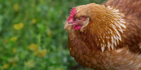 Ein braun-weiss geflecktes Huhn.