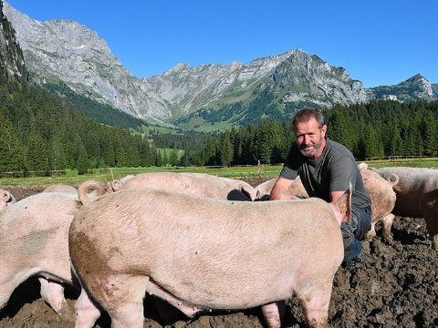 959x539_Alpschweine_Produzent_Aussicht_Schweine