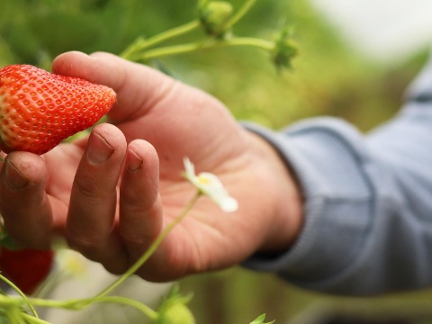 2000x1125_Patrick_Galliker_Erdbeeren_Hand_Detailbild