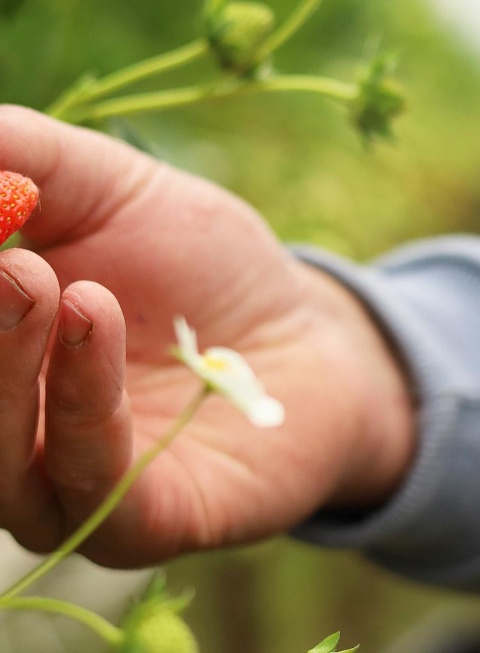 2000x1125_Patrick_Galliker_Erdbeeren_Hand_Detailbild
