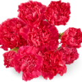 1200x1086_Rote_nelken_Strauss