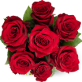 1200x1135_Rote_Rose_Strauss