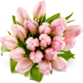 1200x1181_Rosa_Tulpen_Strauss
