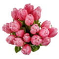 valentinstag-tulpen